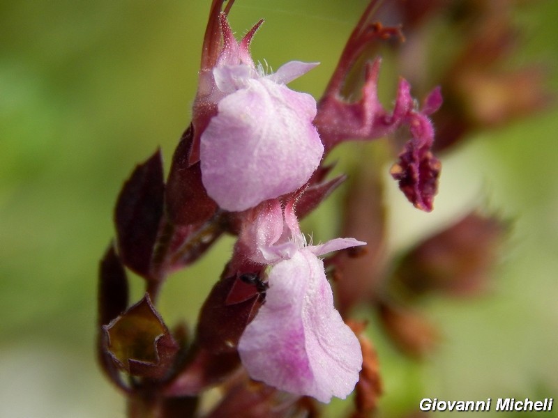 Teucrium chamaedrys